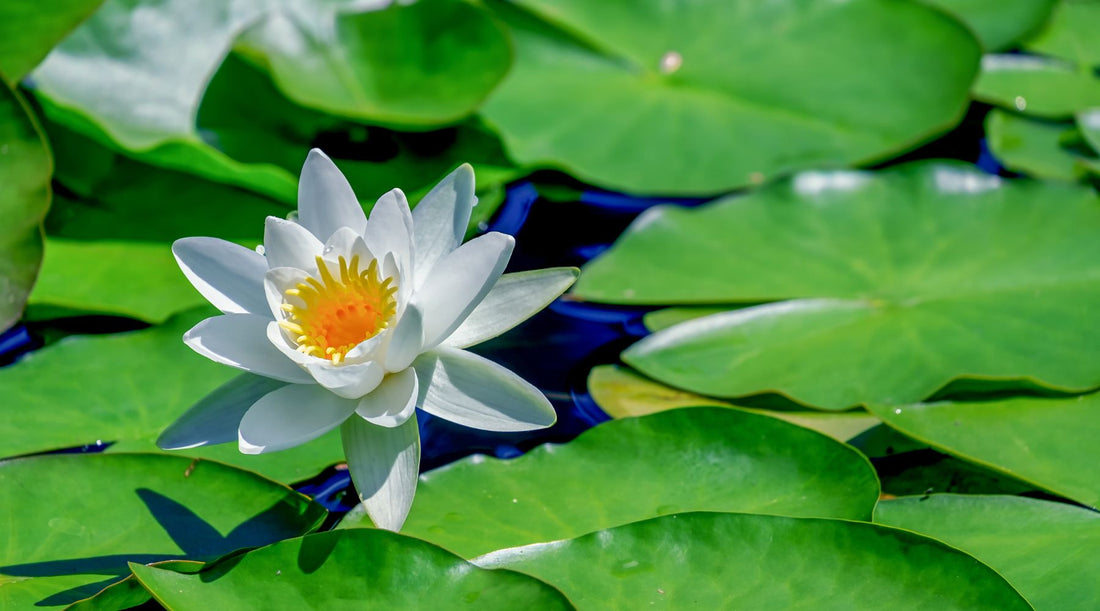  WetPlants Water Lily Pond Plant Care