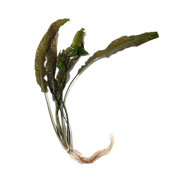 Cryptocoryne Usteriana - 3-Pack