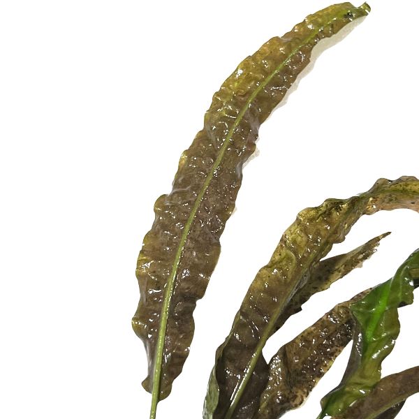 Cryptocoryne Usteriana - 3-Pack