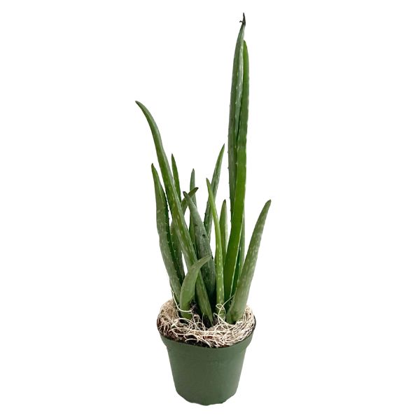 Aloe Vera Plant Succulent Potted Indoor Plant – Wetplants