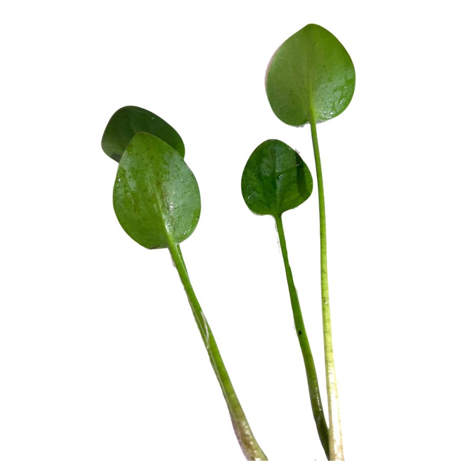 American Frogbit Pond Plant WetPlants 2