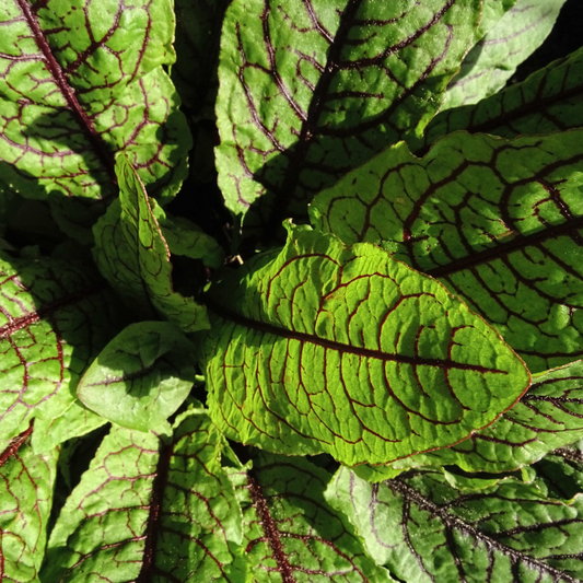 Bloody Dock (Rumex sanguineus) Pond Marginal plant WetPlants