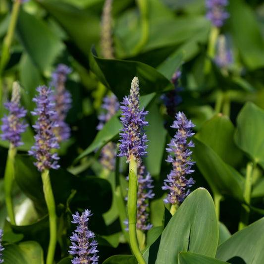 Blue Pickerel Weed (Pontederia cordata) Pond Marginal plant WetPlant