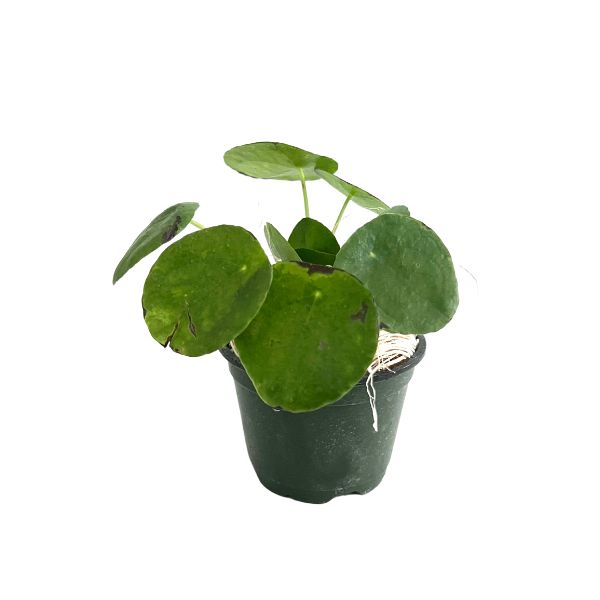 tropical money plant Chinese Money Plant 'Pilea Peperomioides' Potted Indoor Plant