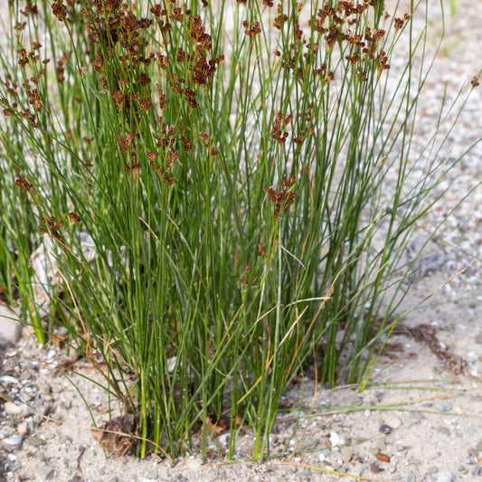 Common Rush (Juncus effusus) Pond Marginal plant WetPlants