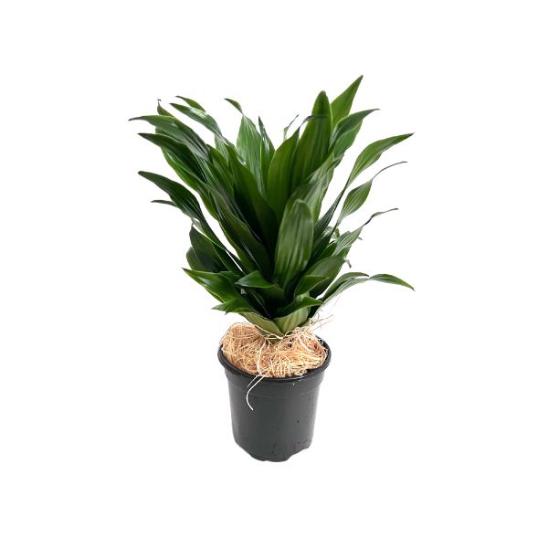 dracaena janet Dracaena 'Janet Craig' Potted Indoor Plant