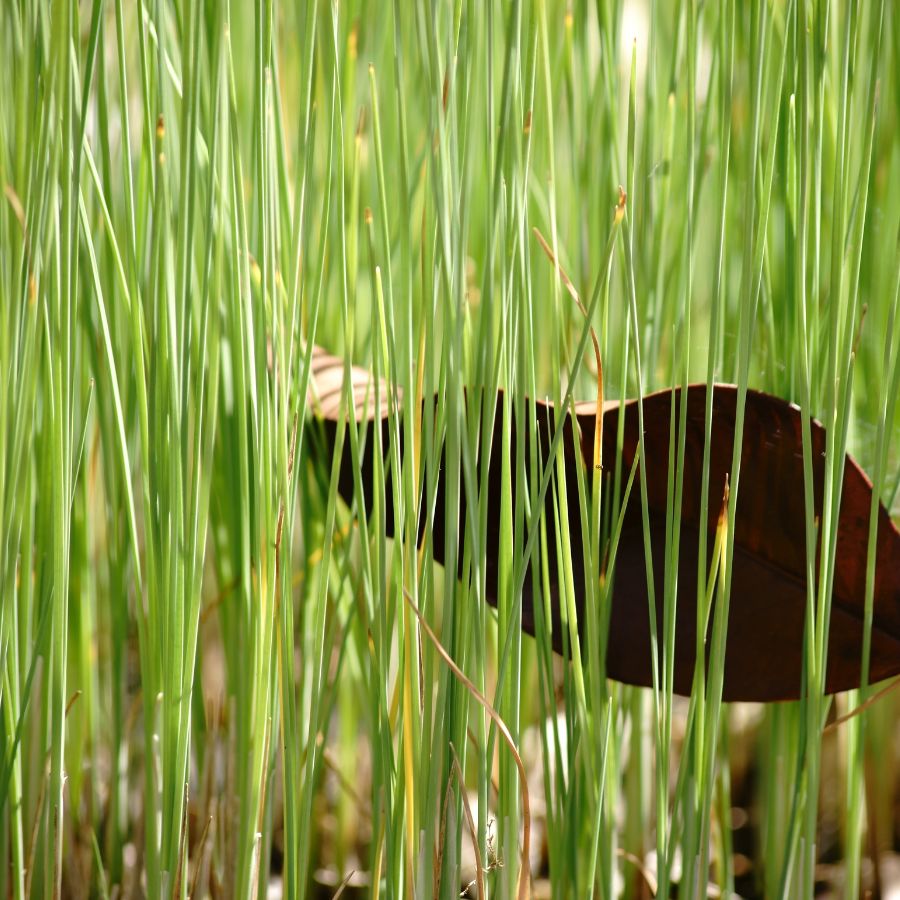 Dwarf Cattail Typha minima Pond Marginal plant WetPlants