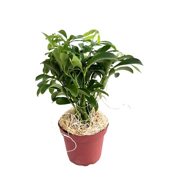 house plants umbrella plant Dwarf Umbrella Tree 'Schefflera Arboricola' Potted Indoor Plant