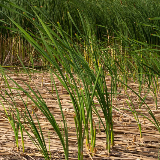 Graceful Cattail (Typha laxmannii) Pond Marginal plant WetPlants