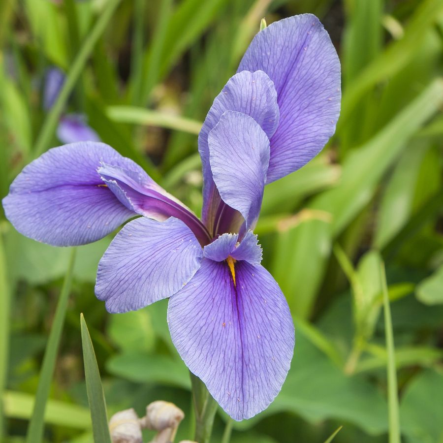 iris potted plant Iris x Louisiana 2" Potted Hardy Marginal Plant – Wetplants