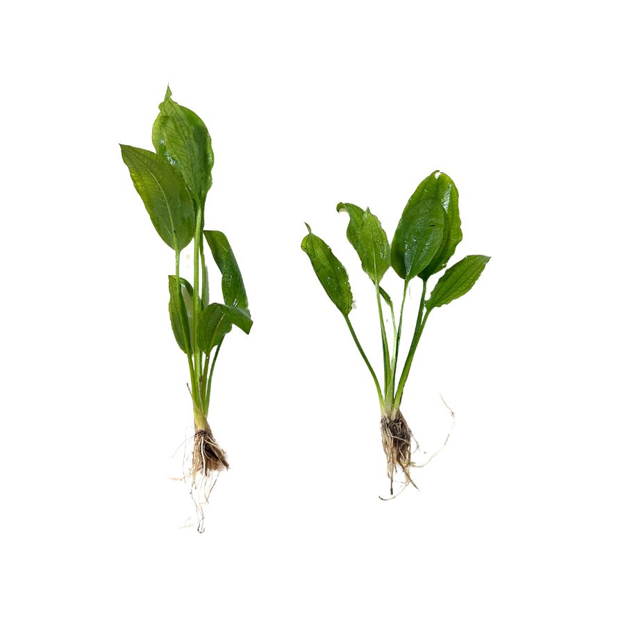 Overstock Aquatic Plants