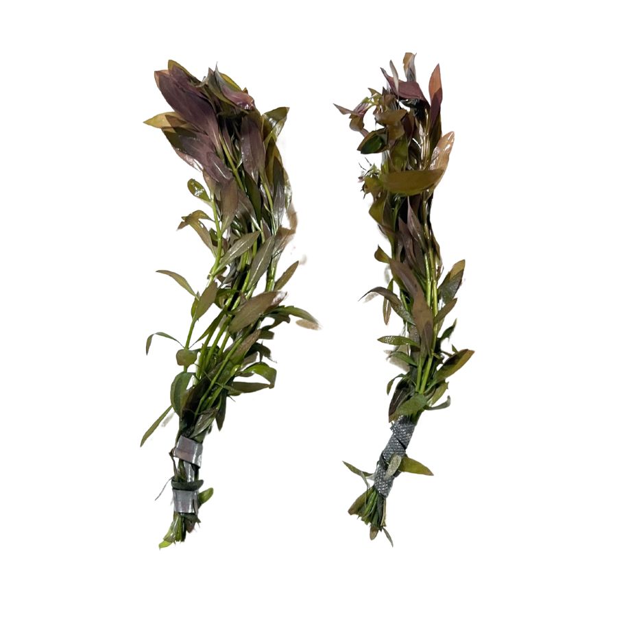 Overstock Aquatic Plants