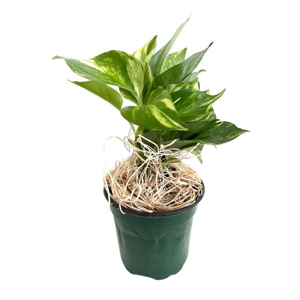 tropical pothos Pothos Golden Potted Indoor Plant