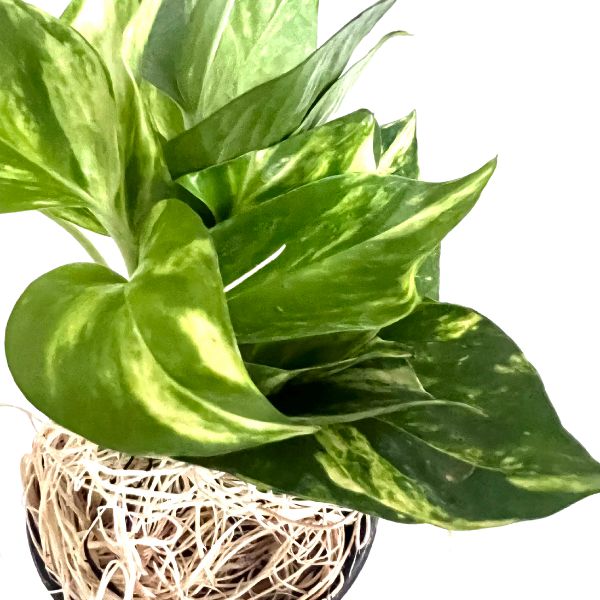 Pothos Golden Tropical House Plants WetPlants 2