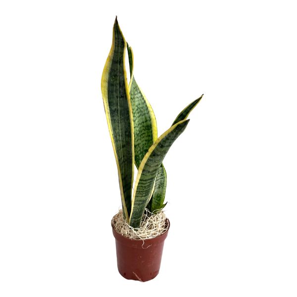 is a snake plant tropical Shop Succulents Sansevieria Laurentii Snake Plant 6 inch Live Upright Indoor Plant in Nursery Pot