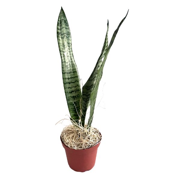 tropical snake plant Snake Plant 'Zeylanica' 4" Pot
