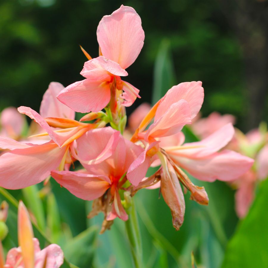 Tropical Canna canna erebus pink 2" Potted Marginal Plant WetPlants