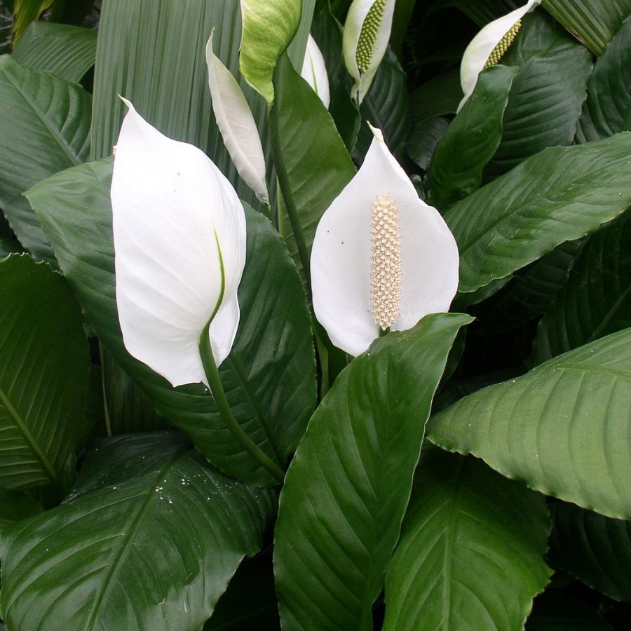 are peace lilies tropical plants Peace Lily 2" Potted Tropical Marginal Plant
