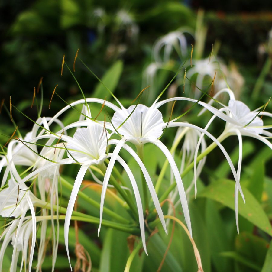 3019 spider lily Spider Lily