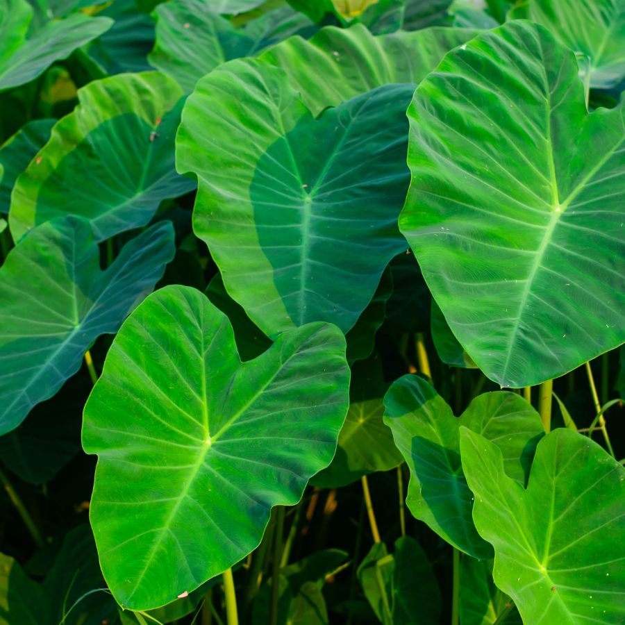 elephant ear plant pond Taro | Tropical Pond Plant