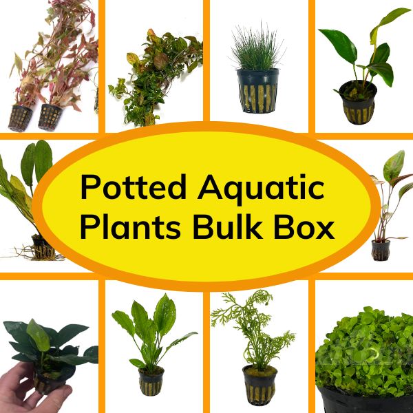plant pot in aquarium Potted Aquatic Plants Bulk Box – Wetplants