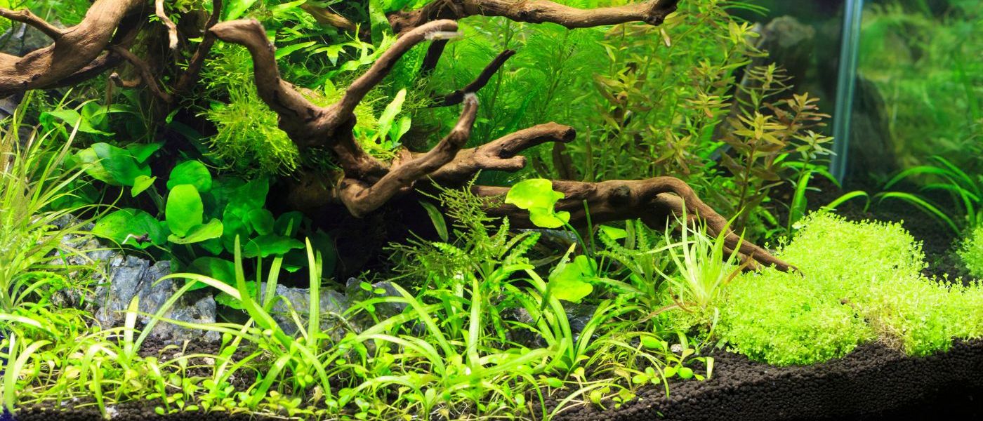 WetPlants Build Your Tank Experience