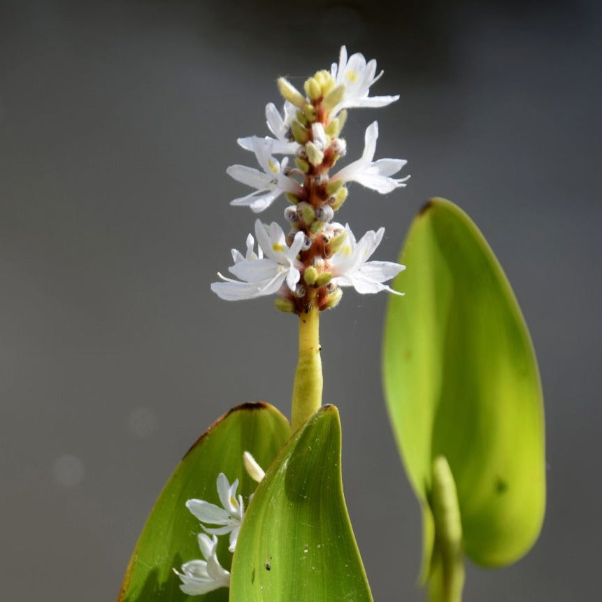White Pickerel Weed (Pontederia cordata) Pond Marginal plant WetPlants