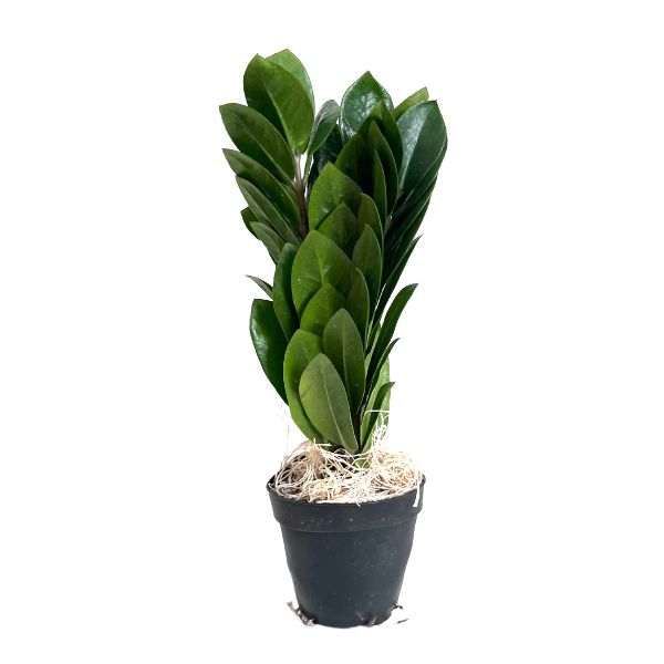 zamioculcas zamiifolia indoor plant Zamioculcas Zamiifolia Potted Indoor Plant – Wetplants