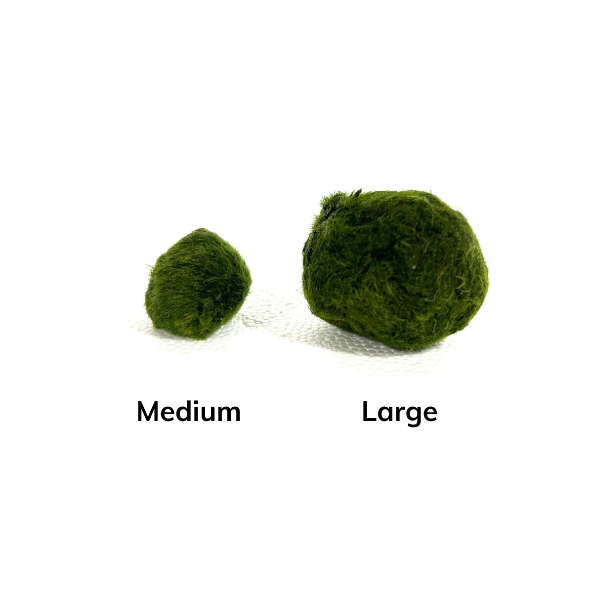 Moss Ball