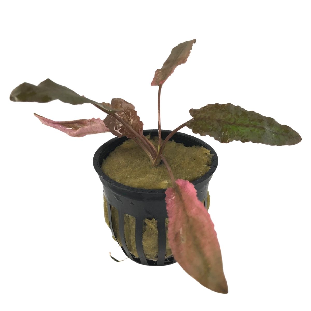 Cryptocoryne Wendtii Pink Flamingo