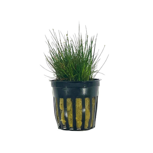 Dwarf Hairgrass aquatic plant from WetPlants