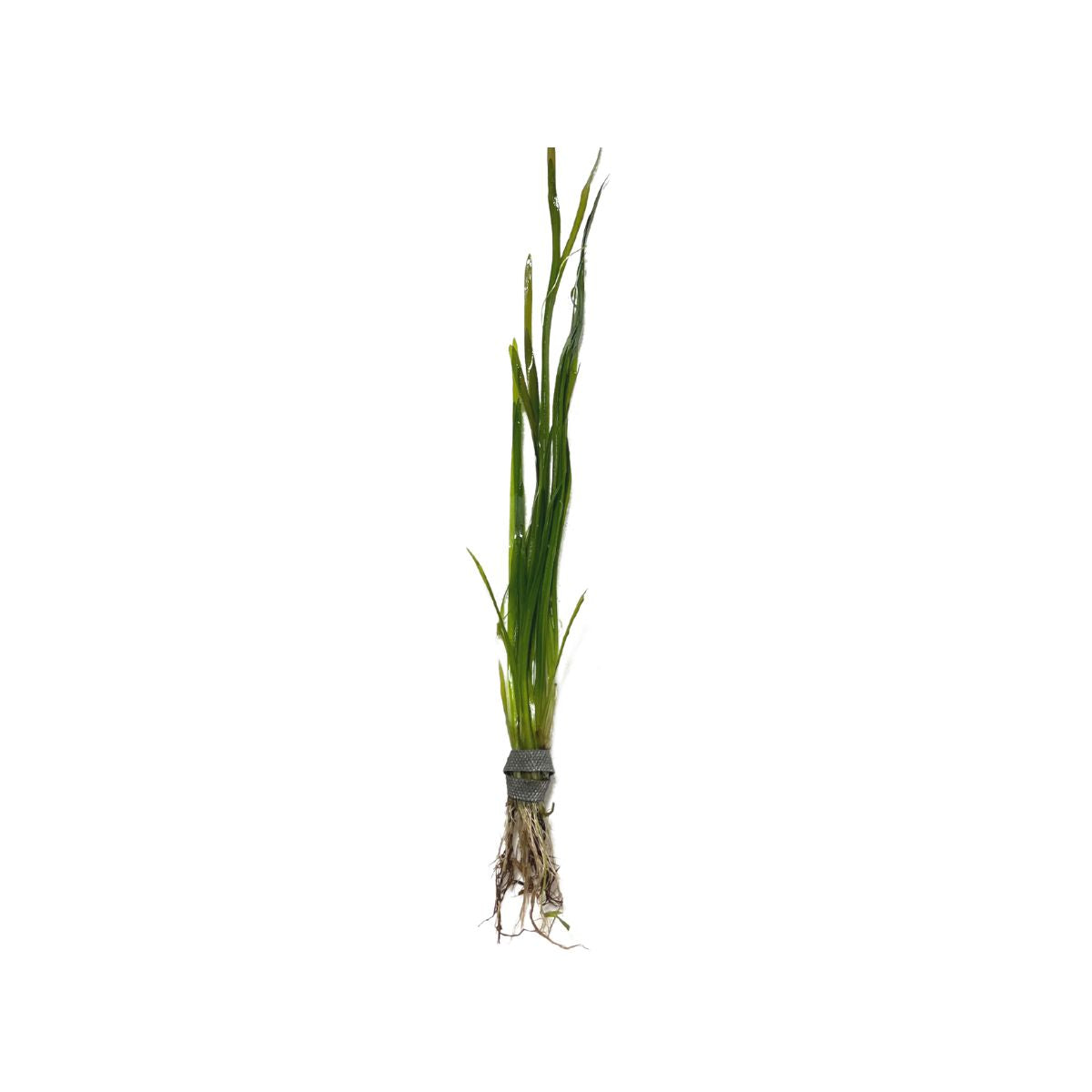 Vallisneria italian aquatic plant from WetPlants