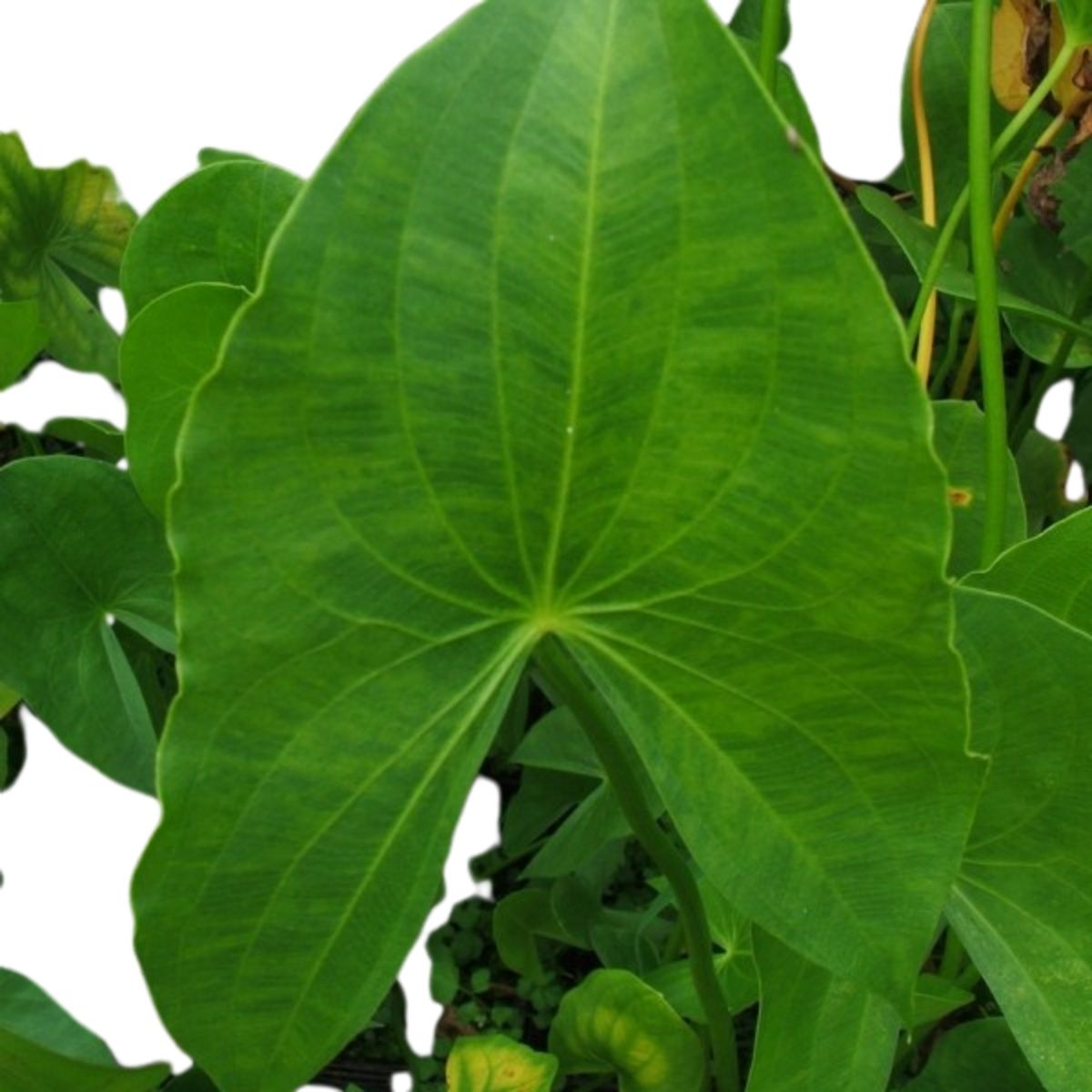arrowhead elephant ear plant Arrowhead – Wetplants