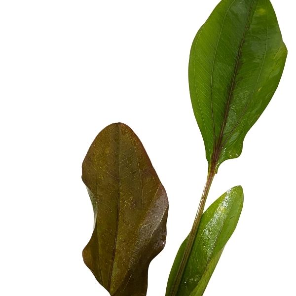 Altlandsberg Sword Plant