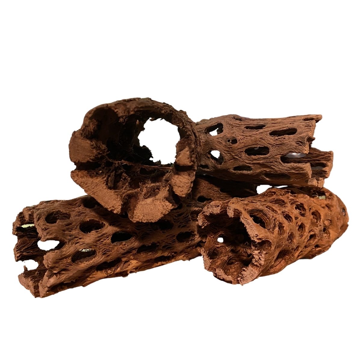 Cholla Aquarium Driftwood Tunnel