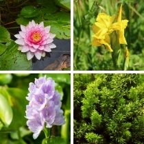 water garden plant pack