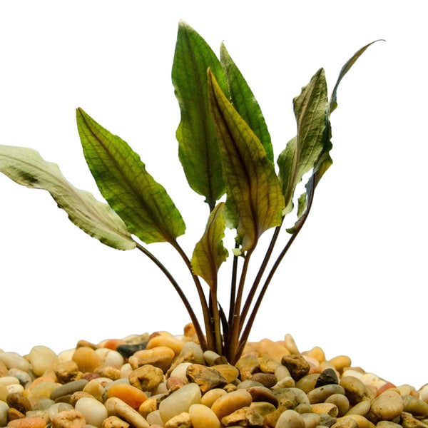 Cryptocorynes Undulata Wetplants