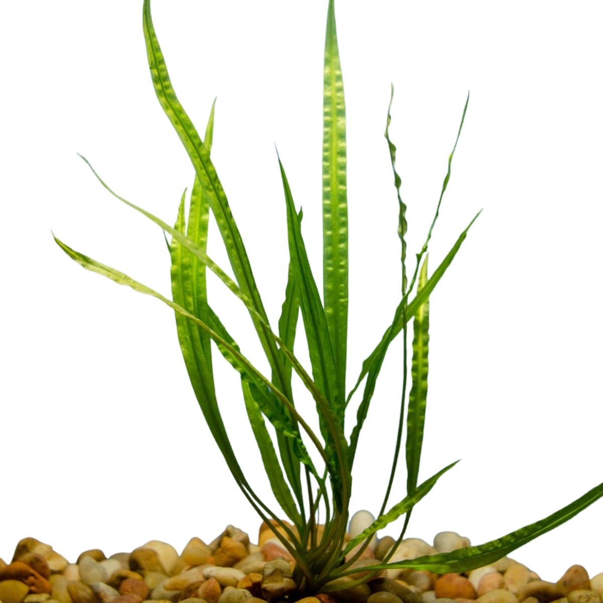 Cryptocorynes Balansae Aquatic Plant