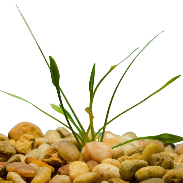 Cryptocorynes Parva 3 Pack Wetplants