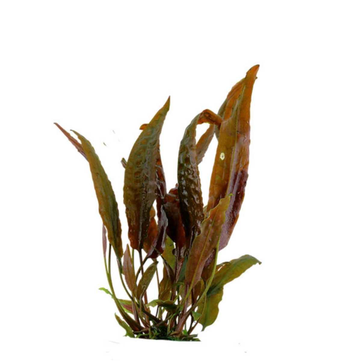 Cryptocoryne Usteriana - 3-Pack