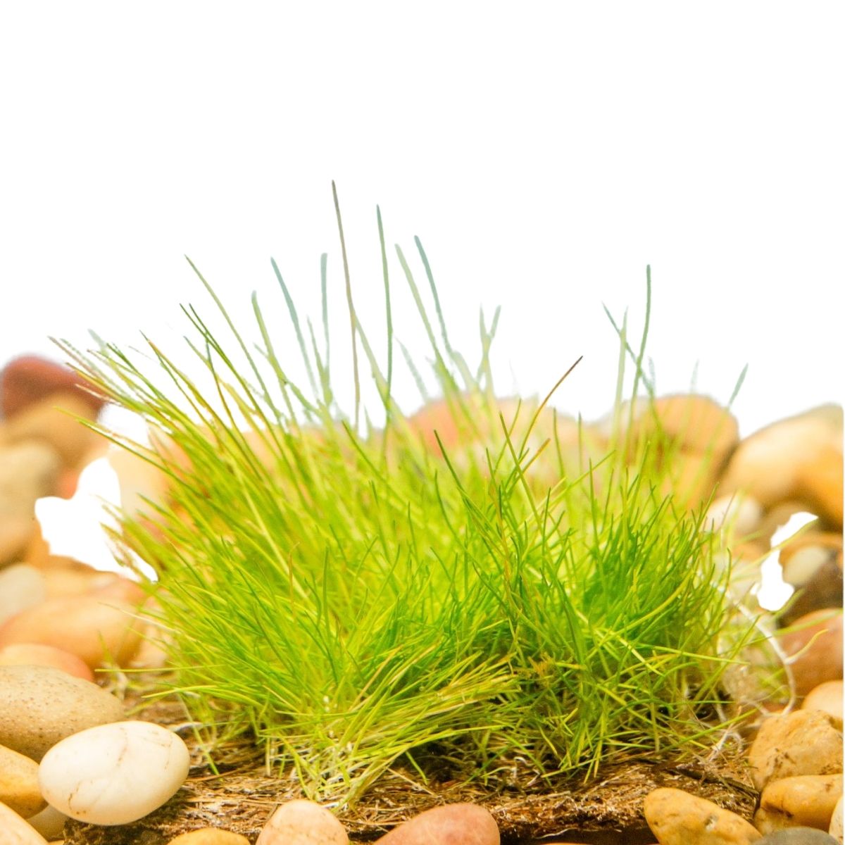 Dwarf Hairgrass