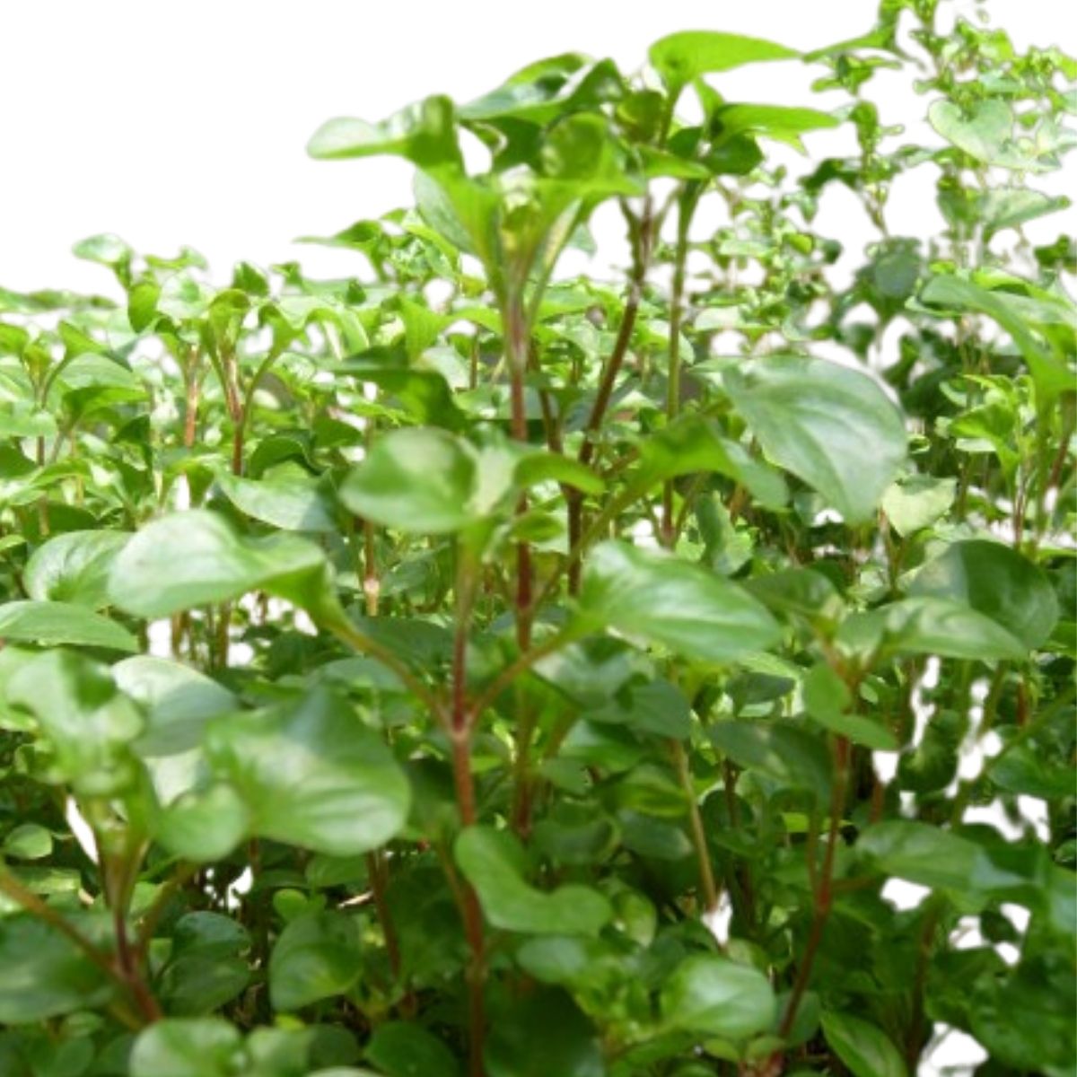 Hedge Green Potted Plant