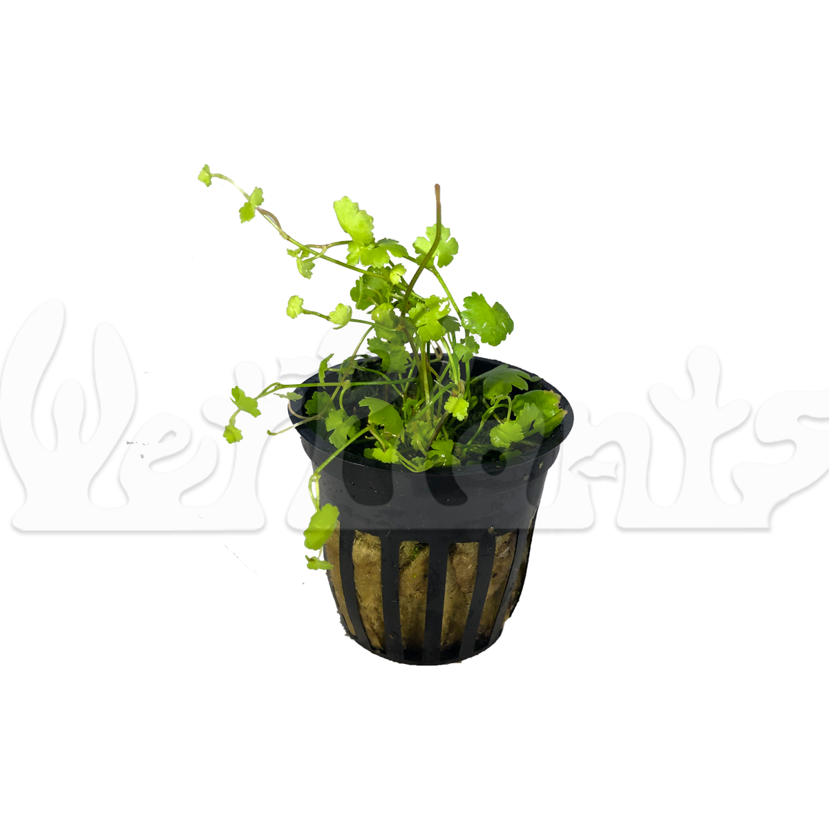 Japanese Hydrocotyle Pennywort Potted Aquatic Plant