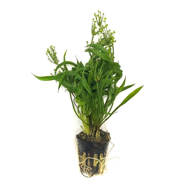 Vesuvius (Spiral) Sword Plant