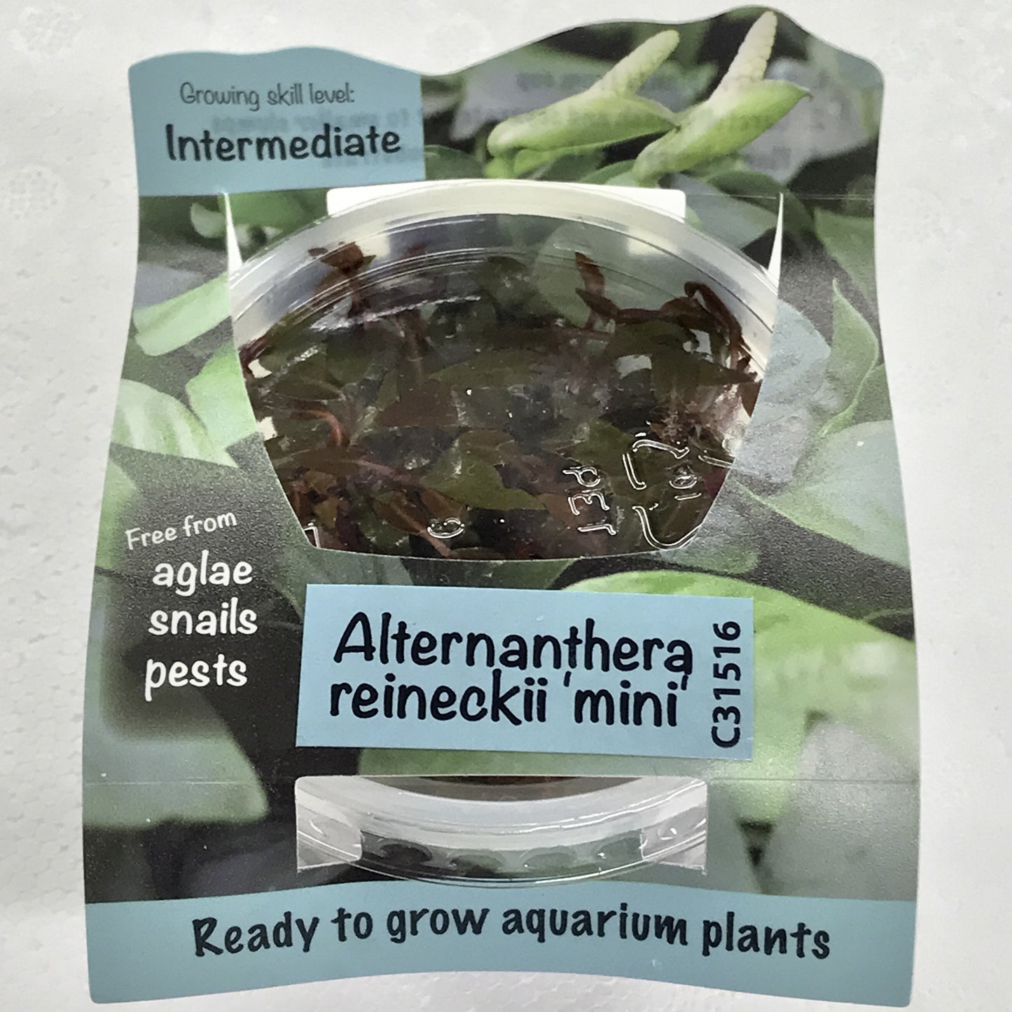 Alternanthera Reineckii "Mini" Tissue Culture