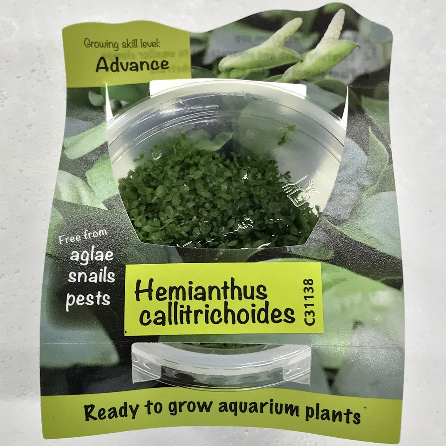 Hemianthus Callitrichoides "Cuba" Tissue Culture