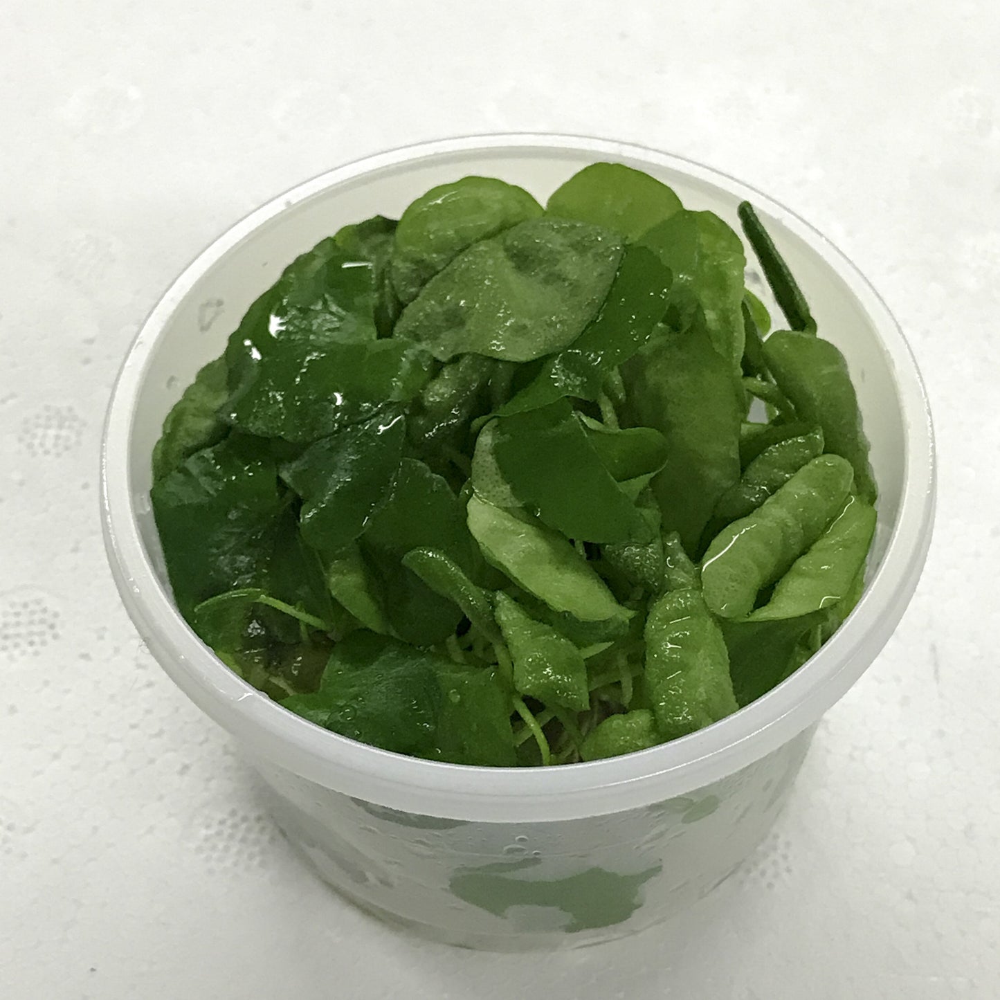 Nymphoides Hydrophylla "Taiwan" Tissue Culture