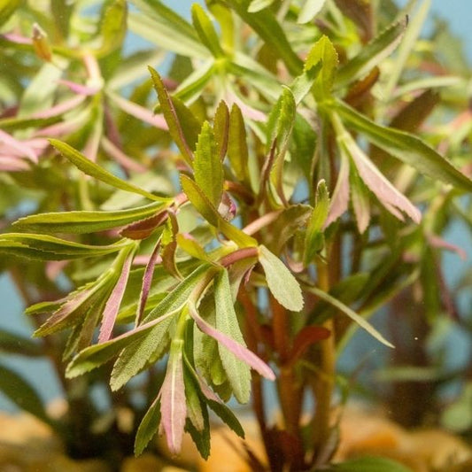 Limnophila Hippuroides Bunch Plant - 3 Pack