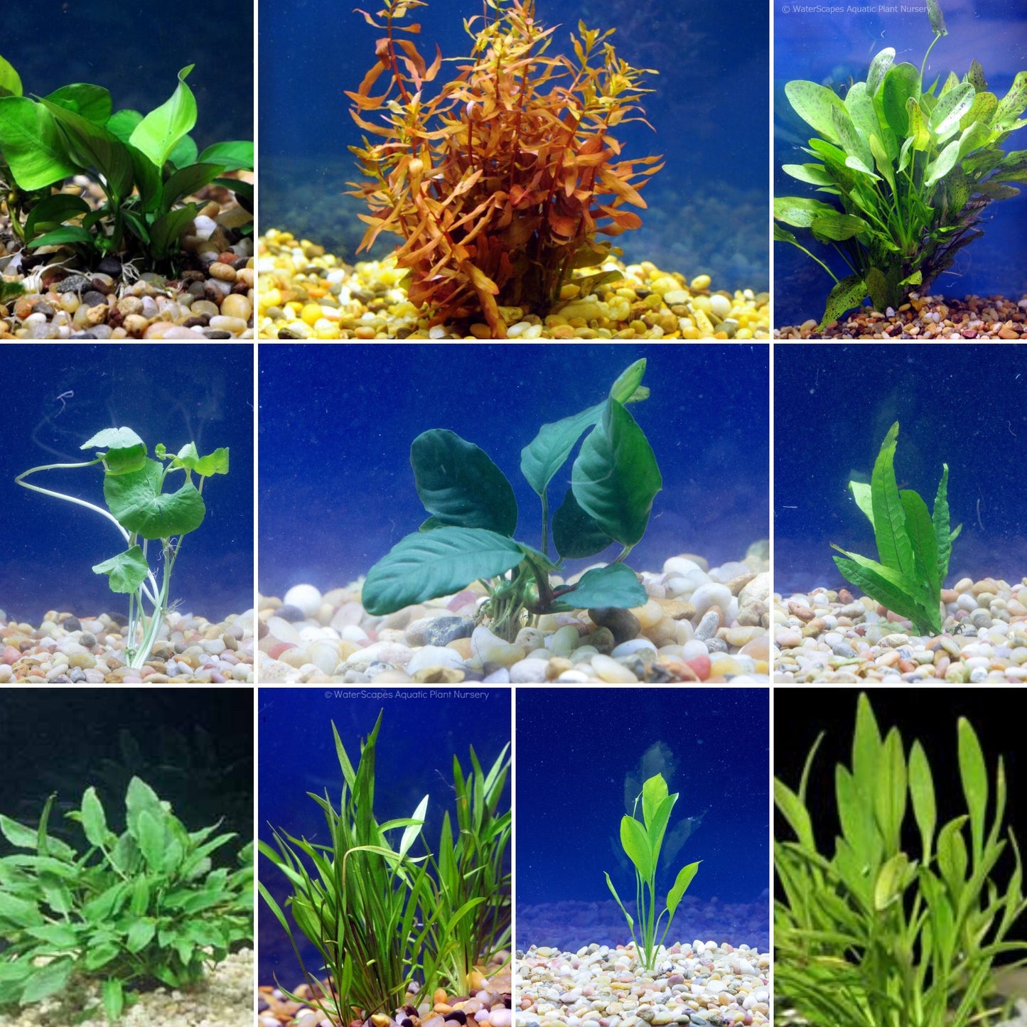 Discus Fish Aquatic Plant Package