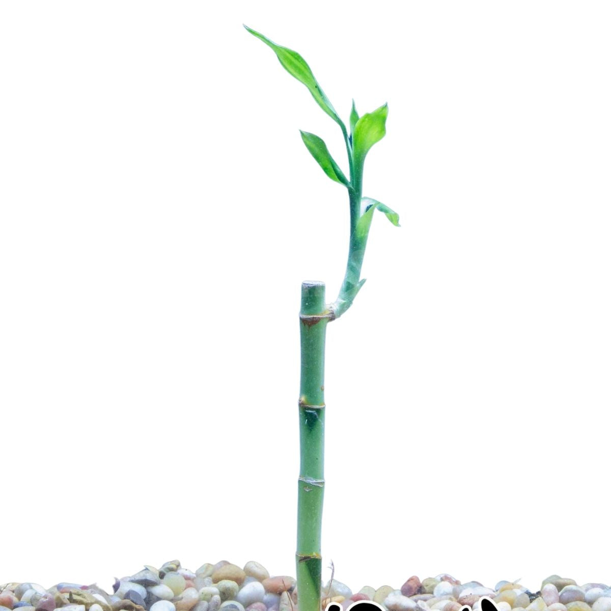 Lucky Bamboo (Straight)